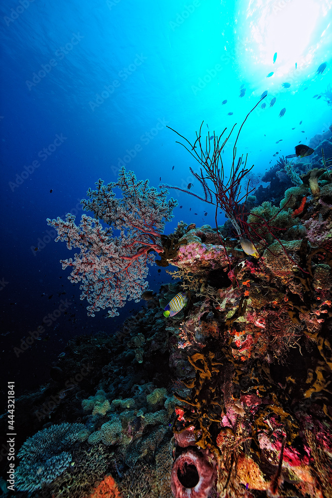 A picture of the coral reef A picture of the coral reef