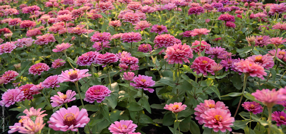 pink flowers.