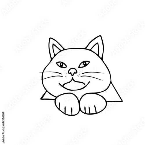 Hand drawn black vector illustration a portrait of a beautiful fat adult young cat with big eyes isolated on a white background
