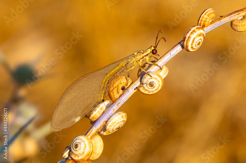 Owlfly Libelloides macaronius net-winged insect photo