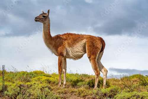 Guanaco in the Torres del Paine National Park. Patagonia, Chile. photo