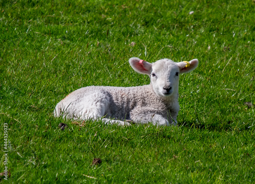 Lambs wandering in the Scottish Highlands, UK Lambs wandering in the Scottish Highlands, UK