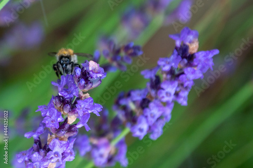 Lavender and bumblebee