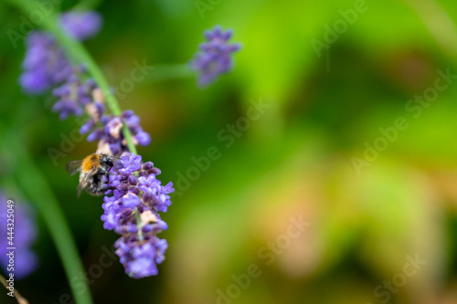 Lavender and bumblebee © Dirk