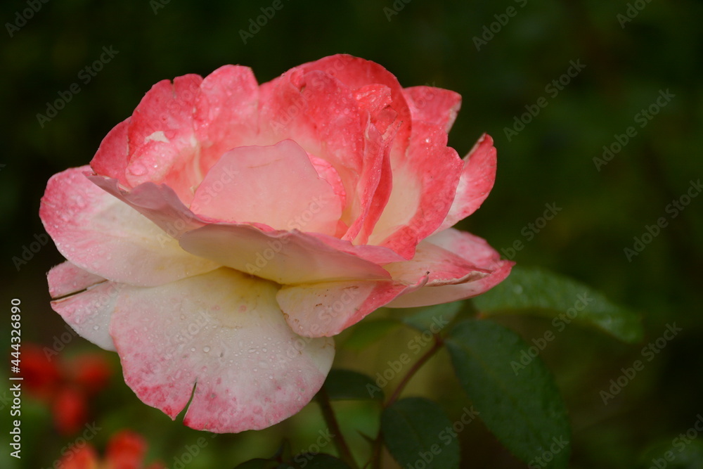 Beautiful pink rose close-up in the garden Beautiful pink rose close-up in the garden