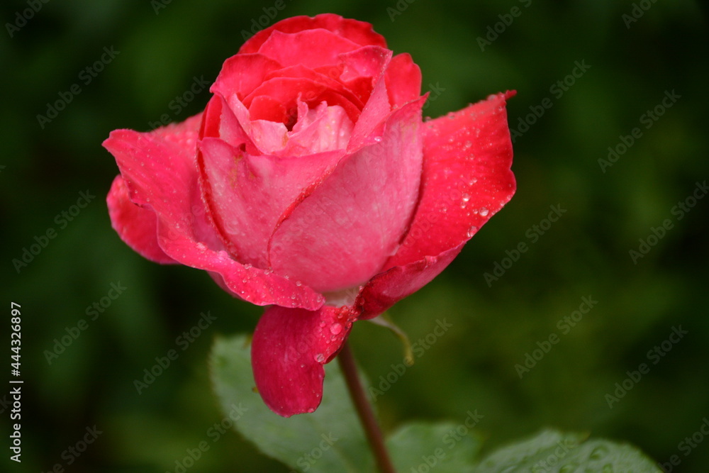 Delicate white-pink rose in the open-air garden Delicate white-pink rose in the open-air garden