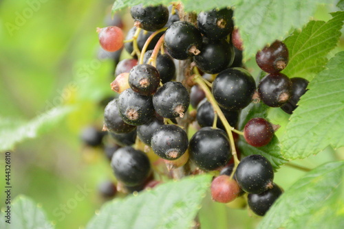 Black currant berries close up on blurred green background