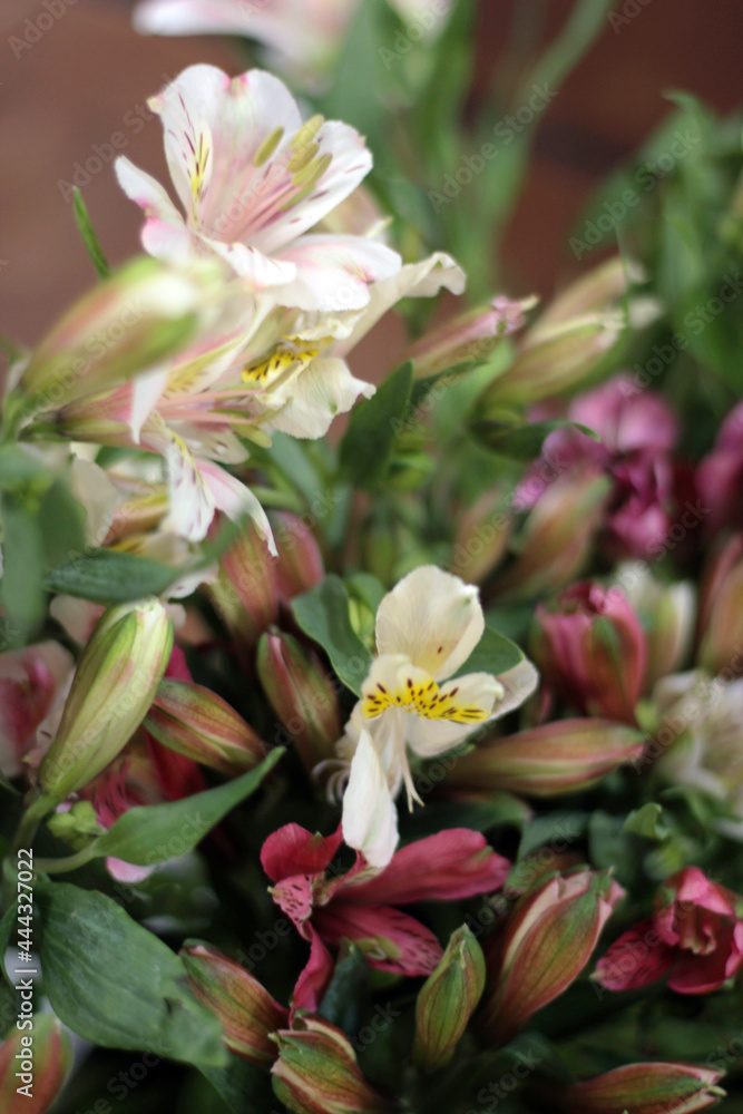 Fototapeta premium Astromelias