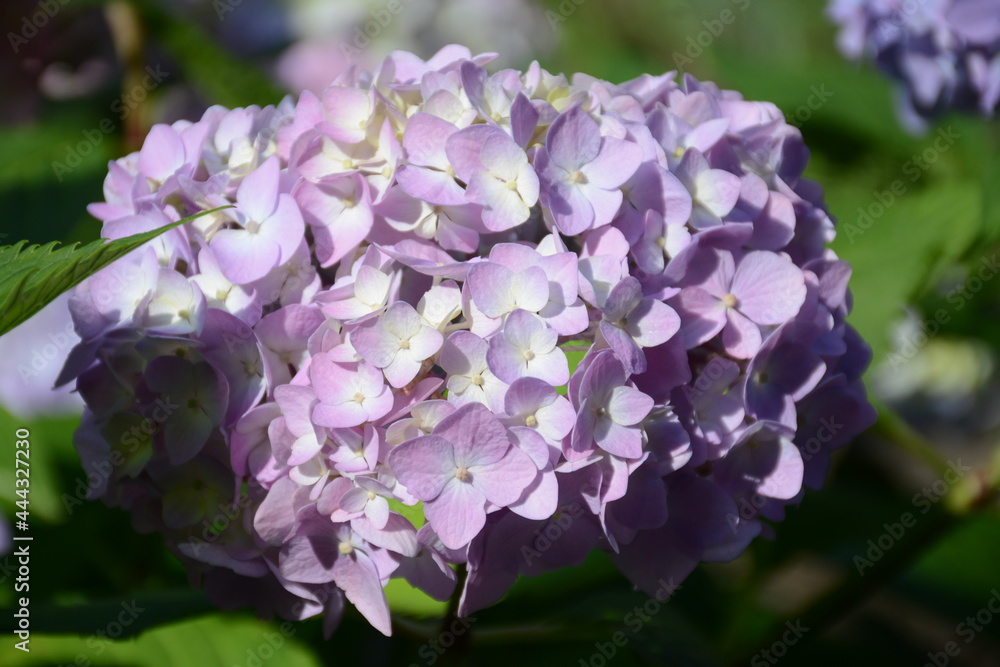 Large flowers of pink-purple hydrangea on the bush Large flowers of pink-purple hydrangea on the bush