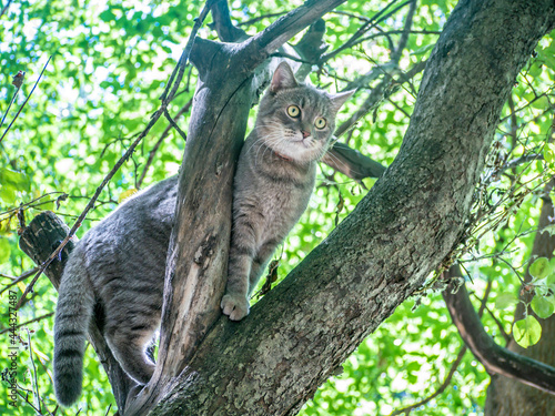 Tabby cat sits on a tree branch  selective focus.