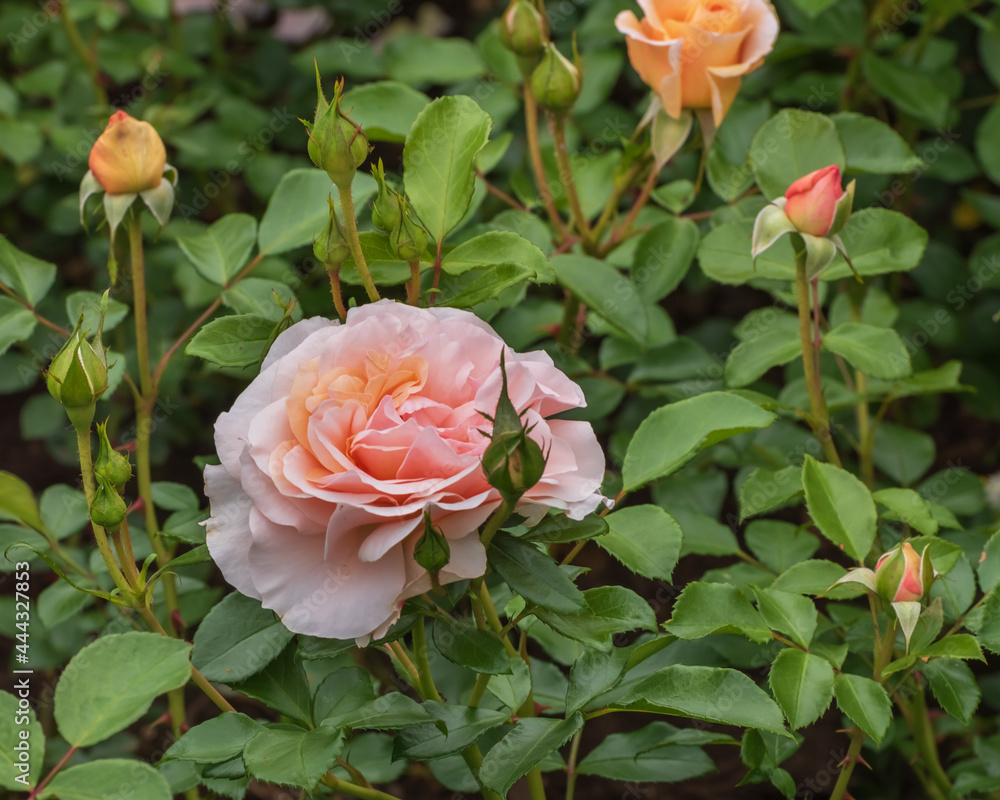 Sangerhaeuser Jubilaeums-Rose with bright color and joy of blooming. Exquisite roses for parks, gardens, for beds and borders. Close up