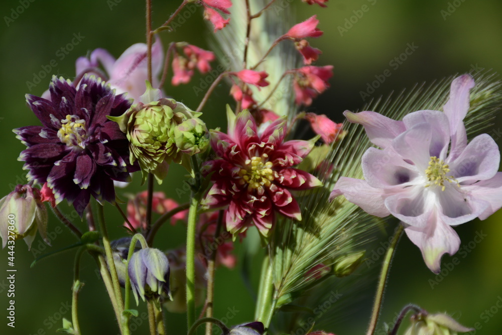 Village arrangement of flowers - aquilegia of different varieties, gaiter and spikelets Village arrangement of flowers - aquilegia of different varieties, gaiter and spikelets