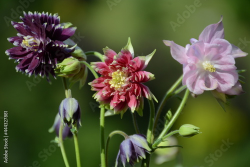 Three aquilegia flowers of different varieties on a blurred green background