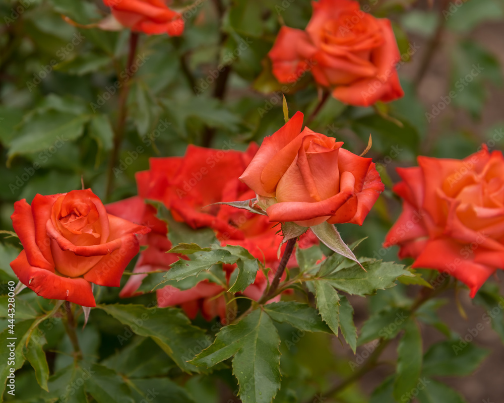 Rose Anabell, a large luscious blooms of deep apricots and pink shades with a delicious fragrance Rose Anabell, a large luscious blooms of deep apricots and pink shades with a delicious fragrance