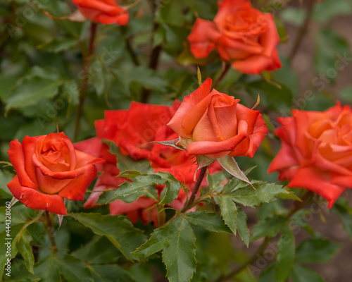 Rose Anabell  a large luscious blooms of deep apricots and pink shades with a delicious fragrance