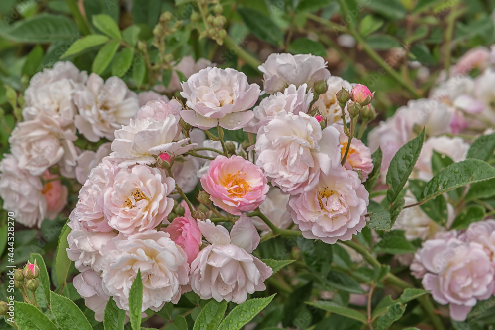Rose Arndt. Selected sorts of exquisite roses for parks, gardens, beds, borders, decoration