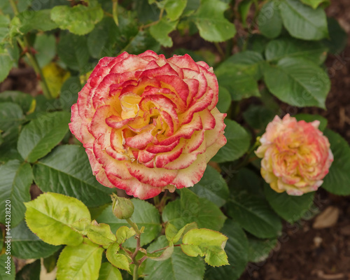 Rose Peer Gynt. Selected sorts of exquisite roses for parks  gardens  beds  decoration