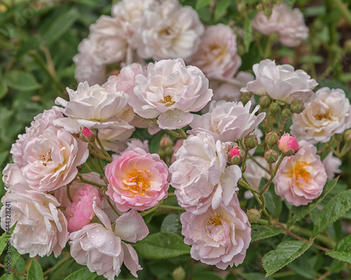 Rose Arndt. Selected sorts of exquisite roses for parks, gardens, beds, and borders, decoration