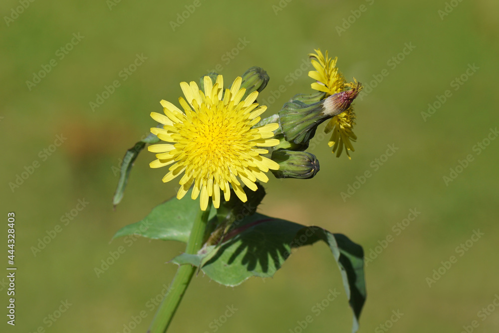Close up yellow flowers of common sowthistle, milky tassel (Sonchus oleraceus). Family Asteraceae or Compositae. Dutch garden, July Close up yellow flowers of common sowthistle, milky tassel (Sonchus oleraceus). Family Asteraceae or Compositae. Dutch garden, July