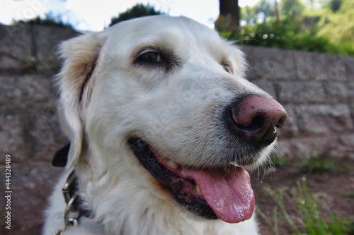 White Golden Retriever smirking for camera