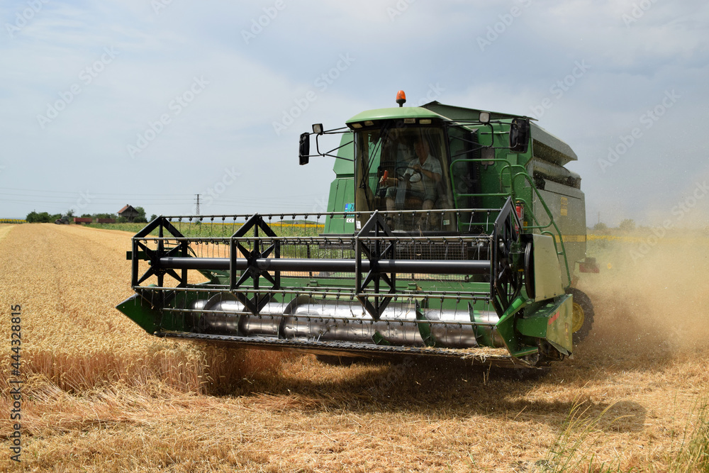 Fototapeta premium Zrenjanin Serbia Harvesting of grain has begun