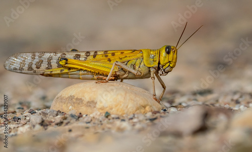 An Desert Locust on the stone photo