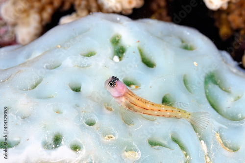 A beautiful stripped combtooth blenny photo