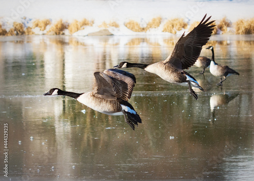 A pair of Canada Geese land with outstretched wings on an ice covered river in the winter.
