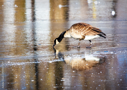 A Canada Goose makes his way across ice. Reflection in the foreground.