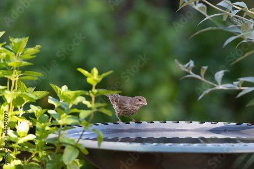 A house finch visits a bird bath for a drink of water.