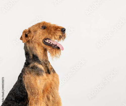 Fotografie Airedale terrier dog isolated on white background copy space for text