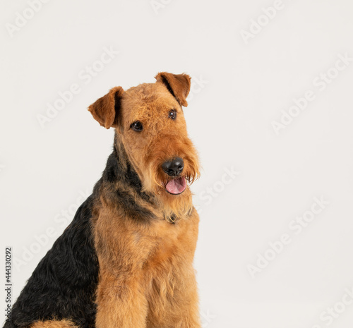 Airedale terrier dog isolated on white background copy space for text