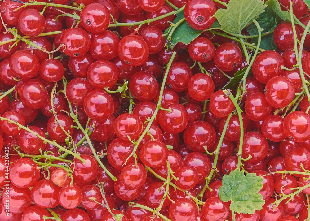 Red currant with leaves and stem close up Red currant with leaves and stem close up