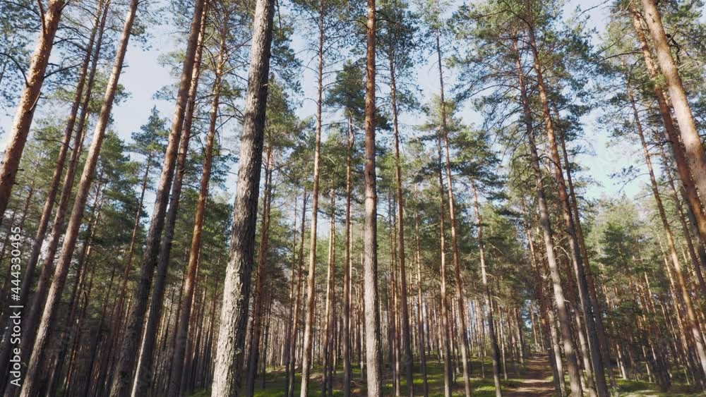 Walking forward in pine forest at sunset. Stabilized shoot Walking forward in pine forest at sunset. Stabilized shoot