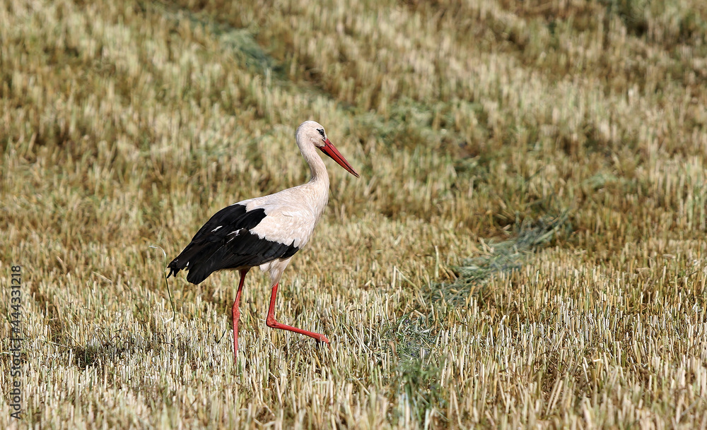 Fototapeta premium The white stork, Ciconia ciconia, feeds in a cut field.