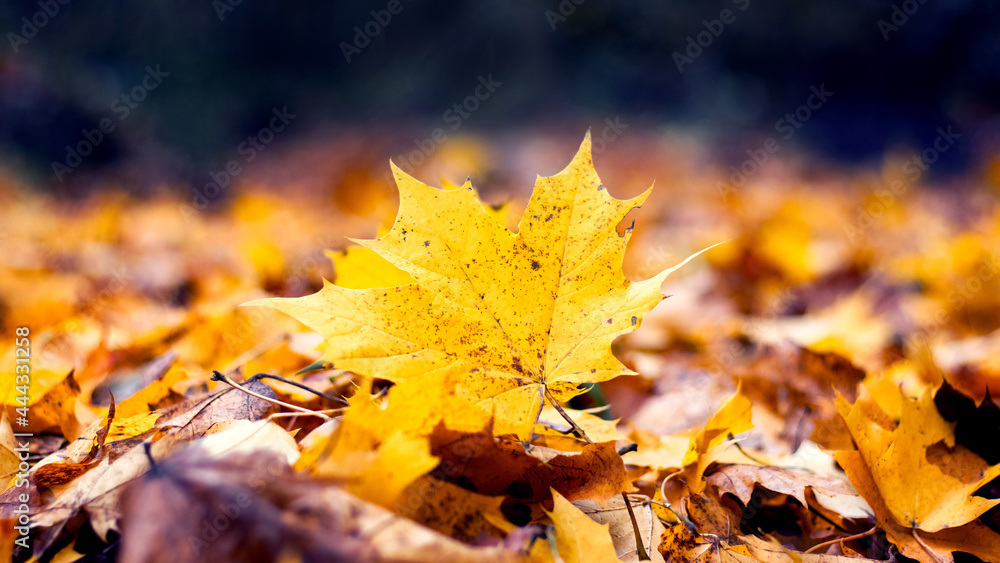 Yellow maple leaves in the forest on the ground. Fallen autumn leaves Yellow maple leaves in the forest on the ground. Fallen autumn leaves