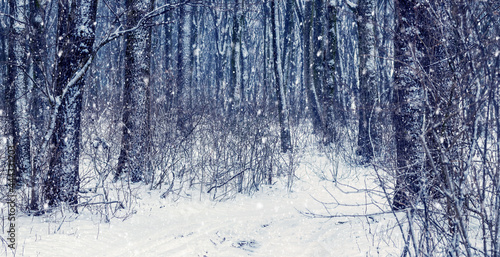 Winter forest with a snow-covered road during a snowfall