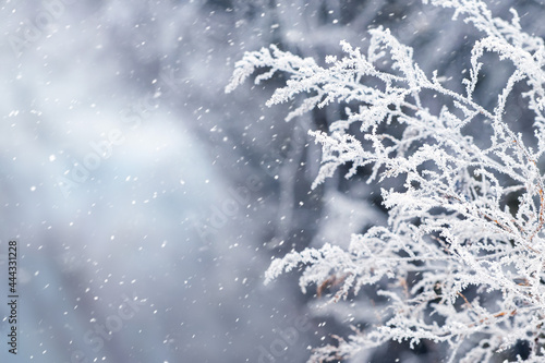 Winter background with frost-covered dry grass on a blurred background during a snowfall