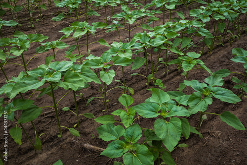 Sunflower plant in the garden. Seedlings are grow in the ground in a vegetable garden A row of seedlings. Agriculture, Eco farm