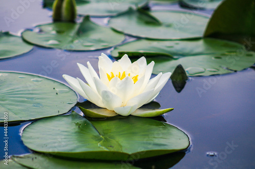 white water lily