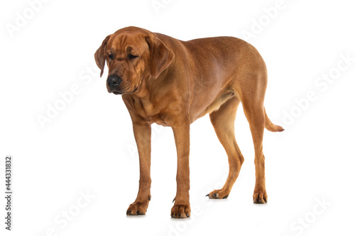 Broholmer dog isolated on white background