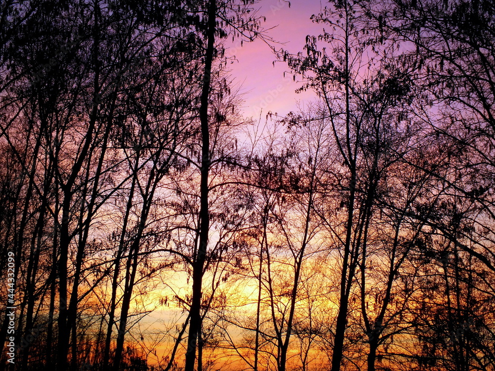 Warm sunset brighting up the sky with warm pink and orange colours on a cold winter day giving the bold trees a shadow dark ink like feeling