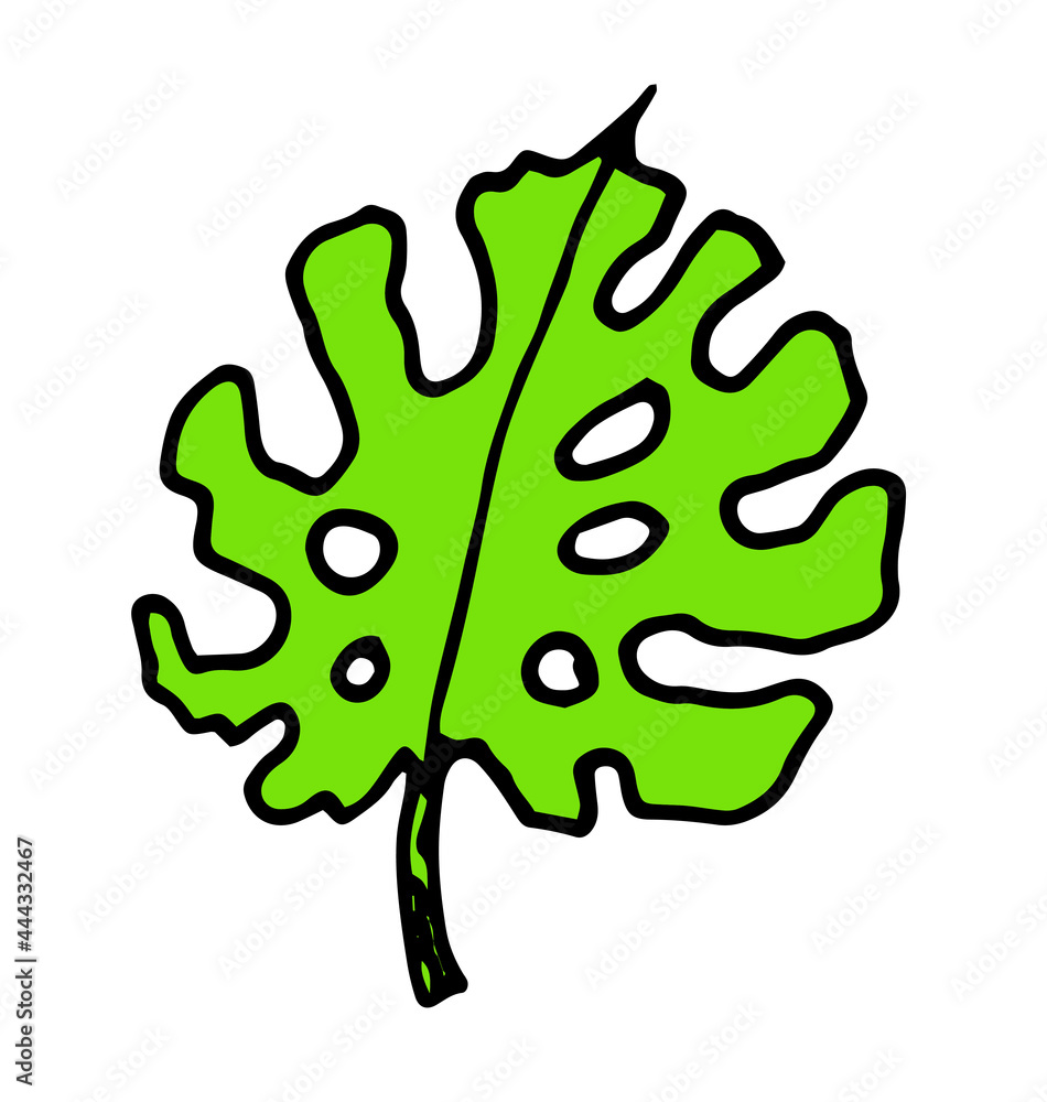 vector leaf of the monstera plant is green. isolated element of a tropical leaf black outline of green color with holes of monstera, hand-drawn in the style of a doodle on a white background for a des vector leaf of the monstera plant is green. isolated element of a tropical leaf black outline of green color with holes of monstera, hand-drawn in the style of a doodle on a white background for a des