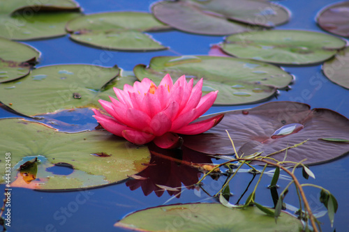 pink water lily