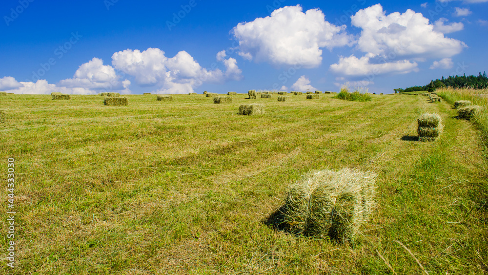 Moved hay in Tara mountain, Serbia