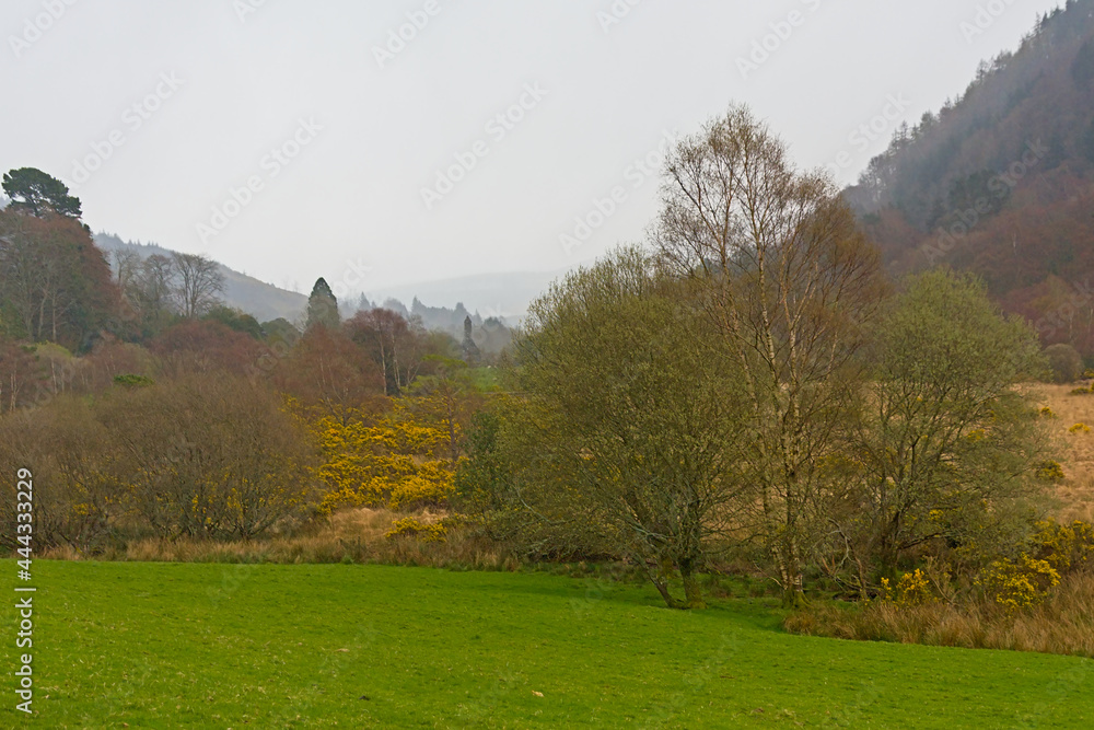 Heathland with gorze bushes and trees around a lake in a valley in wicklow mountains, Ireland, on a foggy day. 