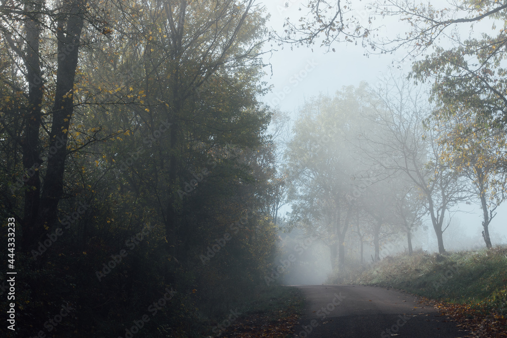 Une route dans le brouillard. Une route brumeuse dans la forêt. Une route dans le brouillard automnal