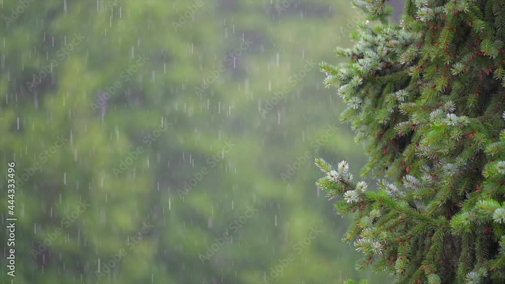 Fresh summer rain, trees on background, selective focus, slow motion. Fresh summer rain, trees on background, selective focus, slow motion.