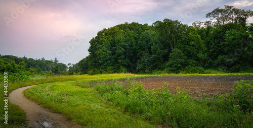 Green Field Forest Landscape at sunset. Curved Footpath in the Woods. Nature Trail Trip Image with Space for Text.