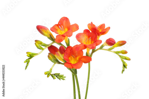 Freesia flower arrangement